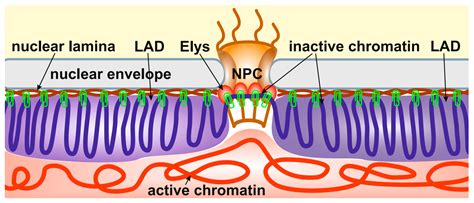 IJMS | Free Full-Text | Interactions of Chromatin with the Nuclear ...