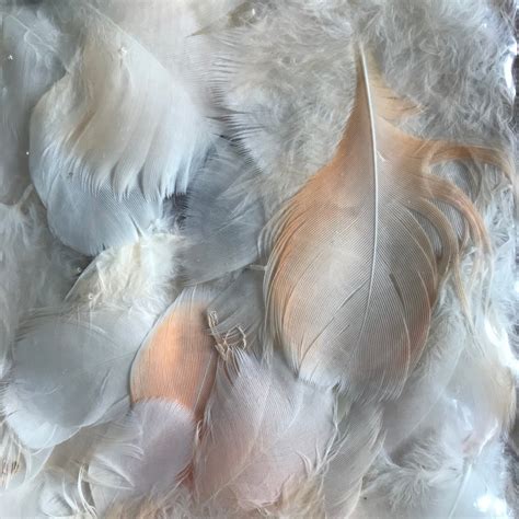 30 cockatoo FEATHERS//1-3//real naturally molted | Etsy