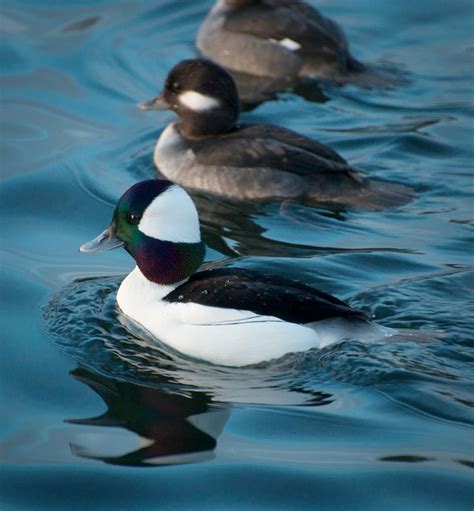 53 best images about Bufflehead Ducks on Pinterest ... #duckhuntingimages | Pet birds, Nature ...