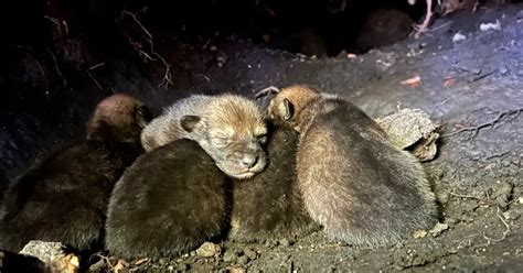 red wolves pups - MajesticAnimals.net