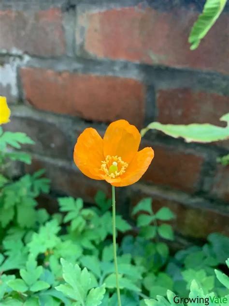 17 Best Poppy Types and Varieties For A Colorful Garden - GrowingVale