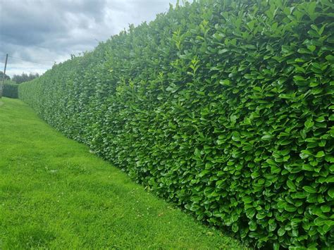 Laurel Hedges Ireland, Hedging For Sale | Hedging.ie