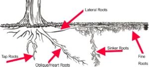 Tree Root System Diagram