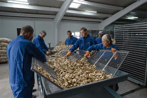 Drying fruits | CodruST