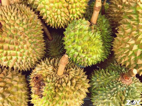 Davao City Food Trip: My Durian State of Mind — Zoy To The World