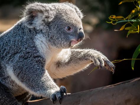 A Koala-ty Breakfast | Female koala (Phascolarctos cinereus)… | Flickr