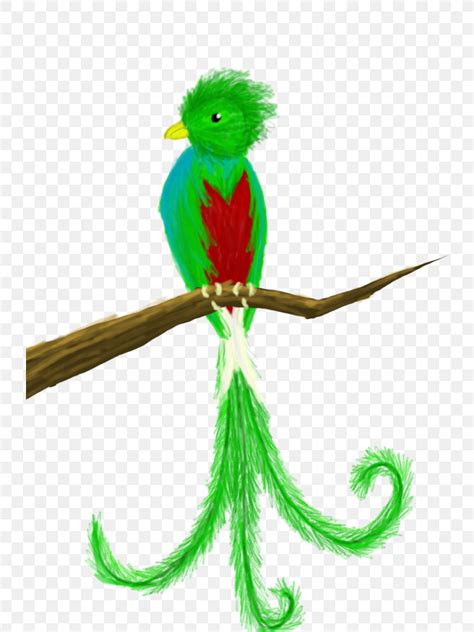 Guatemala Bird Quetzal Drawing Clip Art, PNG, 730x1095px, Guatemala ...