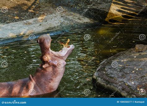 Hippopotamus Showing His Teeth Stock Image - Image of south, brown ...