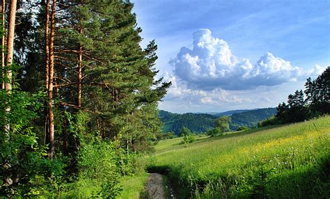 forest, Trees, Path, Summer Wallpapers HD / Desktop and Mobile Backgrounds