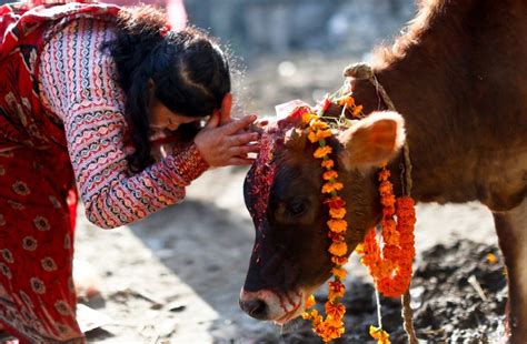 Tihar the Hindus Festival of Nepal | HubPages