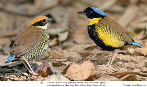 Species New to Science: [Ornithology / Conservation • 2014] Gurney’s ...