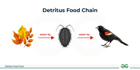 Detritus Food Chain: Example, Diagram and Implications - GeeksforGeeks