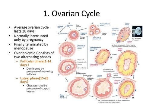 Oogenesis Ovulation Ovarian Cycle Definition Phages Process | The Best ...