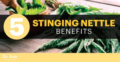 5 Proven, Remarkable Stinging Nettle Benefits - Dr. Axe