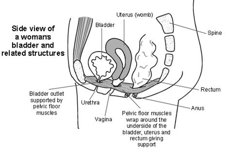 pelvic floor dyssynergia exercises - Denny Cable