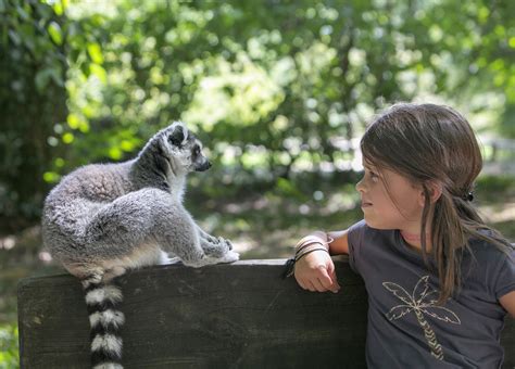 La Vallée des Singes Parc Animalier proche de Poitiers Vienne (86)