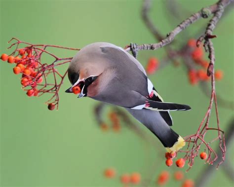 Bohemian Waxwing - Facts, Diet, Habitat & Pictures on Animalia.bio