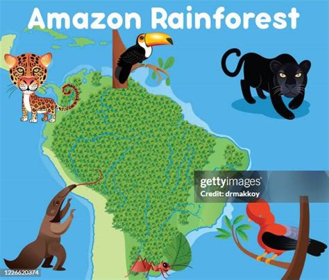 55 Amazon Rainforest Map High Res Illustrations - Getty Images