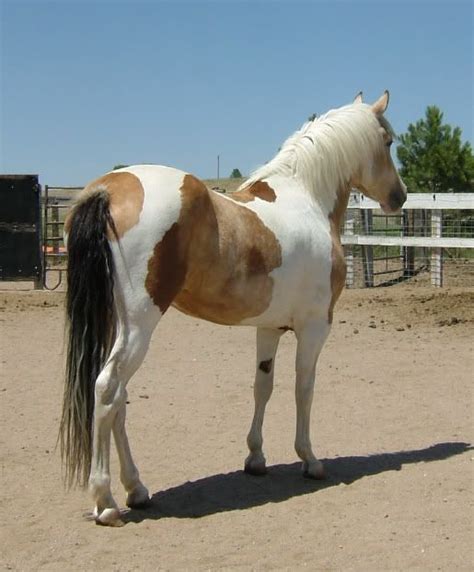 Calico Tobiano Pinto | Equine Color Genetics: probably not a chimera, the gene that creates the ...