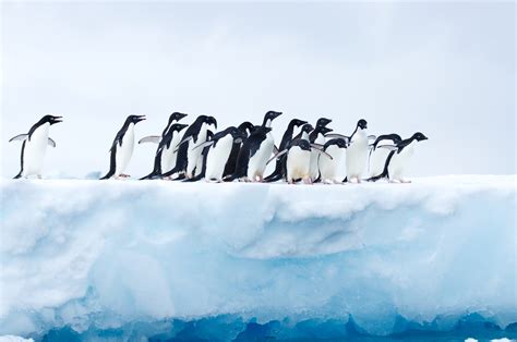 Penguins In Antarctica, HD Animals, 4k Wallpapers, Images, Backgrounds ...