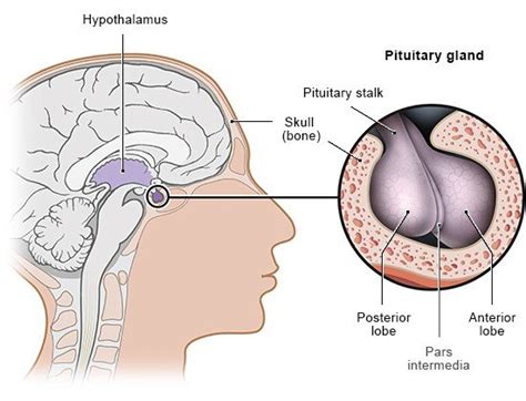 How does the pituitary gland work? | informedhealth.org