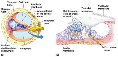 Cochlea Anatomy Function And Treatment - vrogue.co