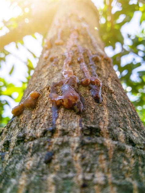 tree sap liquid that comes out of the mango tree 13855873 Stock Photo ...