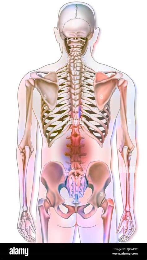 Human skeleton posterior view hi-res stock photography and images - Alamy