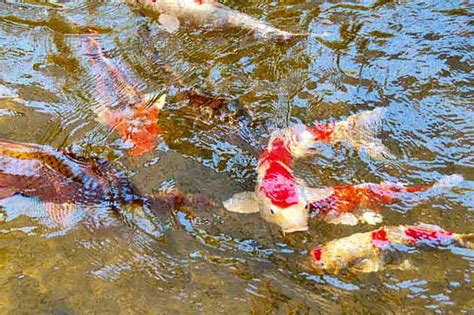 Ryukyu Life: Koi or Carp Are Some Colorful Fish