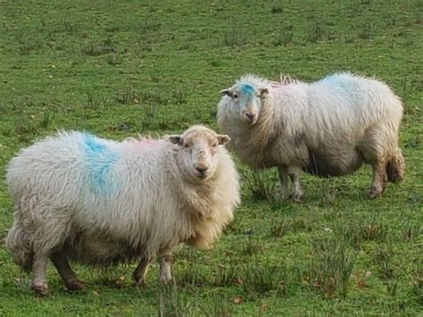 Welsh Mountain Sheep | Sheep, Animals, Cow