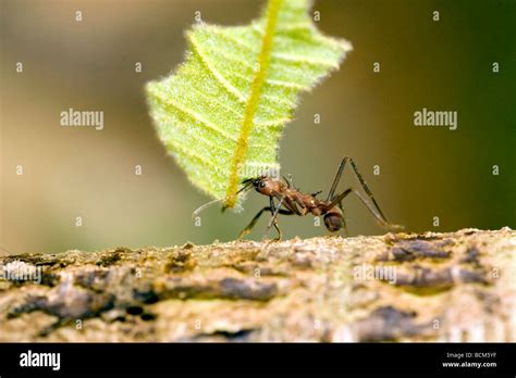 Leafcutter ants carrying leaves hi-res stock photography and images - Alamy