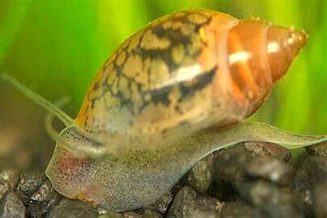 Bladder Snail – Detailed Guide: Care, Diet, and Breeding - Shrimp and Snail Breeder