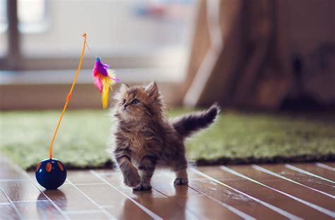 Cute Kittens Playing
