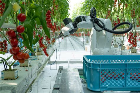 Multifunctional robot for tomato harvesting introduced - Vegetable ...