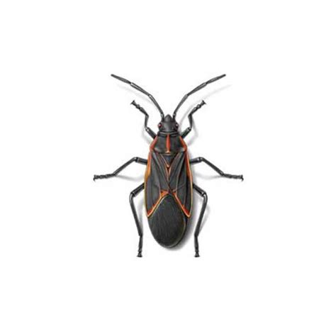 Boxelder Bug Identification, Habits & Behavior | Isotech Pest Management