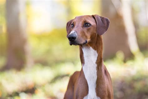 Meet the Azawakh, the latest breed to enter the Westminster Dog Show