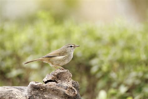 Canon Bird Branch Project | Biodiversity Initiatives | Bird photo guide ...