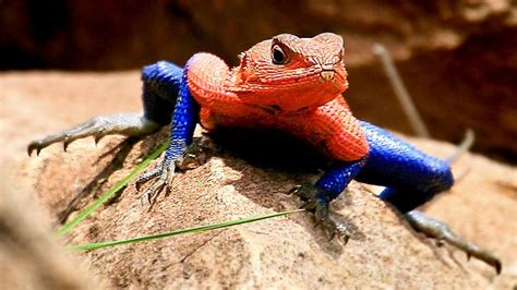 10 Weirdest Reptiles on the Planet - Toptenz.net