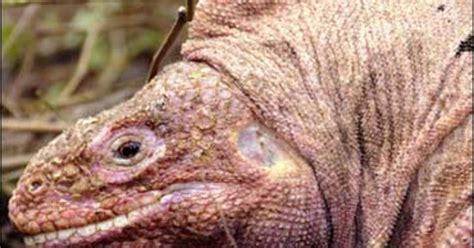 Giant Pink Lizard Is Newest Species Found - CBS News