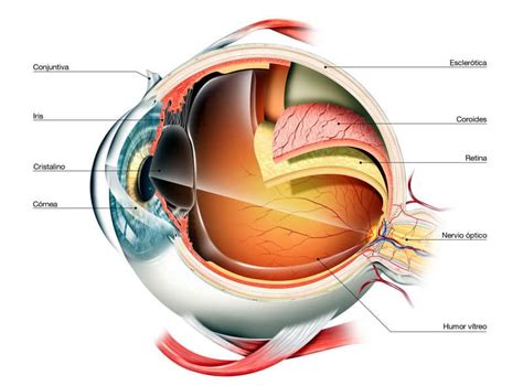 Las Partes del?️Ojo Humano: Anatomía y Cómo Funciona | Brill Pharma