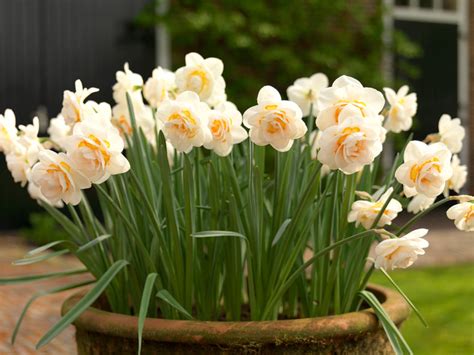 How to Grow Daffodils in Pots or Containers? | DutchGrown™