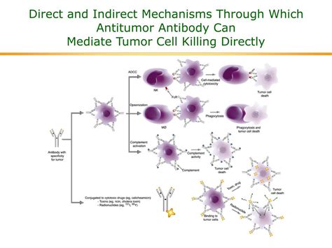 PPT - The Antitumor Immune Response PowerPoint Presentation, free ...