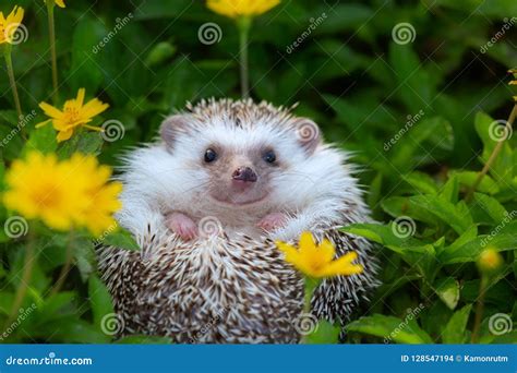 European Hedgehog, Common Hedgehog, Hedgehog, Erinaceus Europaeus Stock Photo | CartoonDealer ...