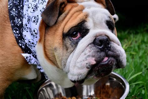 English Bulldog Feeding Chart: How Much Food Is Enough?