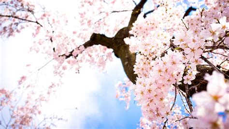 Sakura Flower HD Wallpapers - Top Free Sakura Flower HD Backgrounds ...