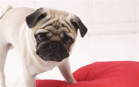 All Wallpapers: Pug Dog Hd Wallpapers