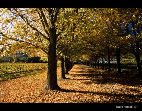 Autumn Leaves | South Africa Set I Travel Collection I Steve… | Flickr