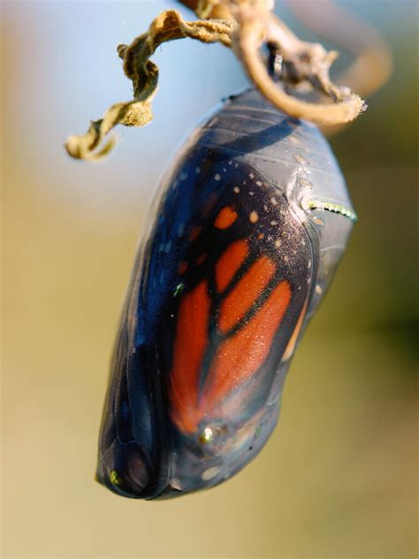 Life stages of the monarch: Caterpillar to chrysalis – Our Habitat Garden