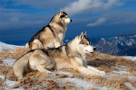 Top 88+ about husky wallpaper 4k - Billwildforcongress