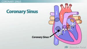 Major Blood Vessels Leading to the Heart: Superior Vena Cava, Inferior ...